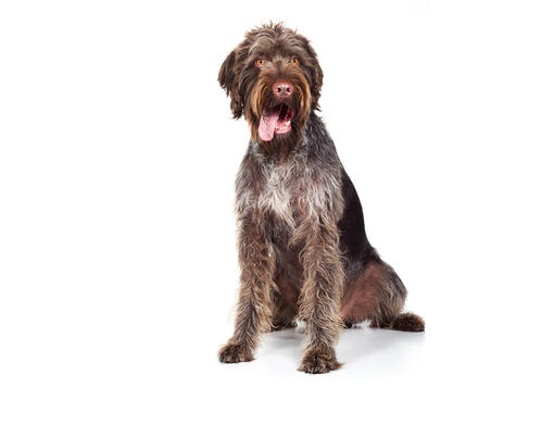 German wirehaired pointer store weight